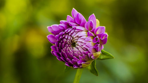 Close-up of purple flower