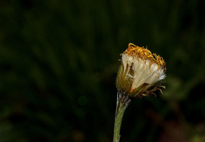 Close-up of wilted flower against blurred background