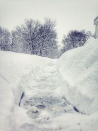 Close-up of snow covered trees