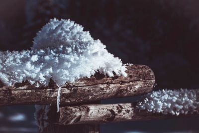 Close-up of snow on tree
