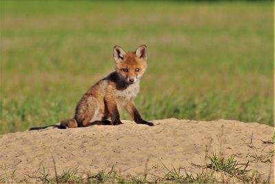 Red fox puppy enjoying the sun