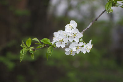 Close-up of white cherry blossoms in spring