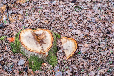 Stump of freshly cut tree in forest