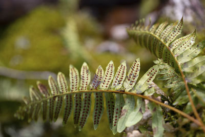 Close-up of fresh green leaves