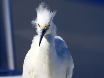 Close-up of a bird