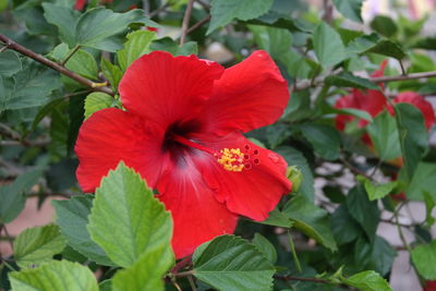 Close-up of red hibiscus blooming outdoors