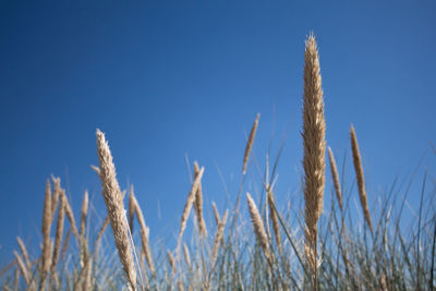 Low angle view of plants growing against blue sky