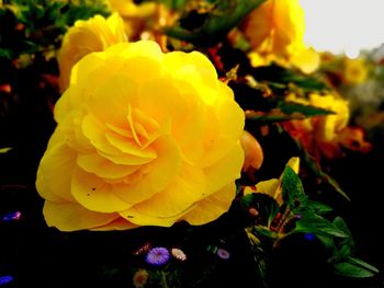 Close-up of yellow flower