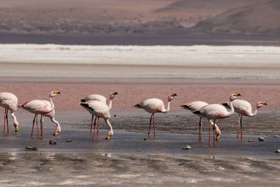 Birds on beach