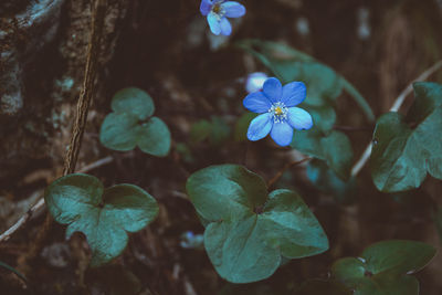 Close-up of purple flowering plant