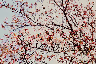 Low angle view of cherry blossoms in spring