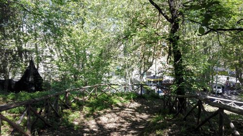 Low angle view of trees against sky