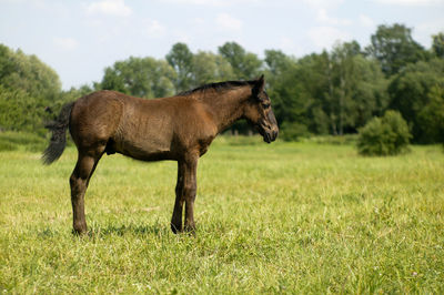 Horse on field against sky