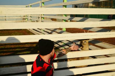 Side view of man reaching for stag in fence