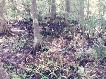 Trees and plants in forest