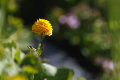 Close-up of yellow flowering plant