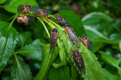 Close-up of insect on leaves