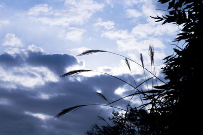 Low angle view of silhouette trees against sky