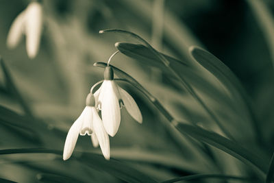 Close-up of white flower