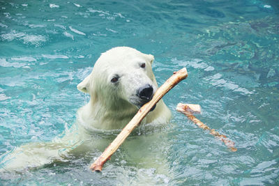 High angle view of polar bear carrying stick in mouth