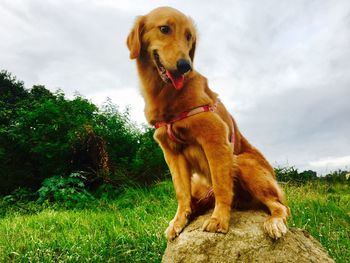 Dog sitting on tree against sky