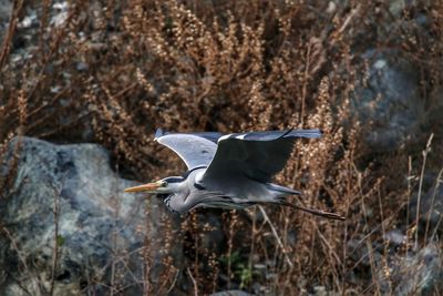 High angle view of gray heron flying