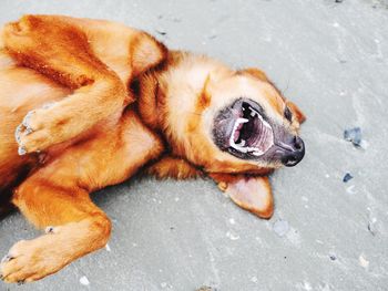 High angle view of dog lying down