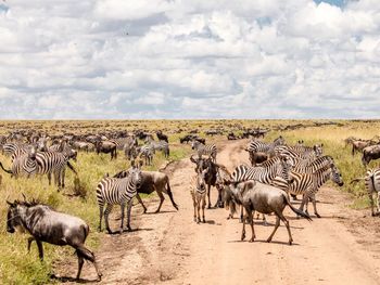 View of zebra on country road