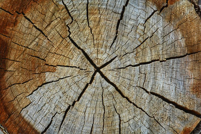 Full frame shot of tree stump