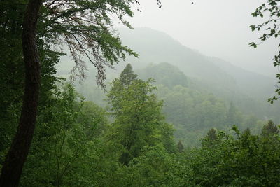 Trees in forest