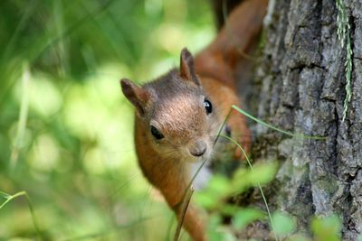 Squirrel on tree trunk