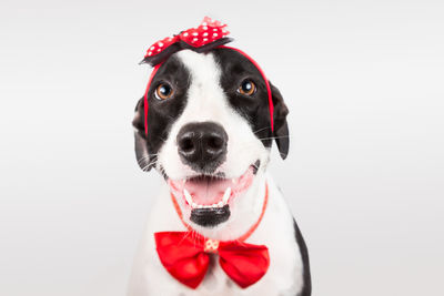 Close-up of dog wearing a bow tie against white background