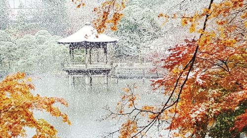 Trees in park during autumn