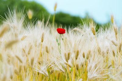 Close-up of poppy growing in field