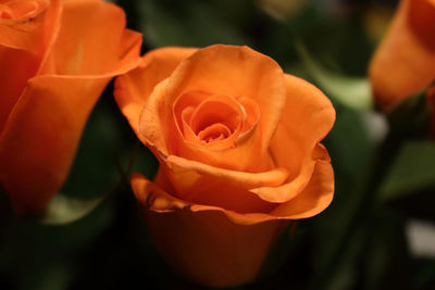 Close-up of orange rose blooming outdoors