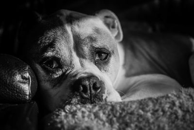 Close-up portrait of dog relaxing at home