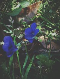 Close-up of purple flowers