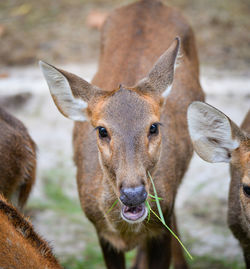 Portrait of deer