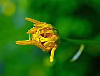Close-up of yellow flower blooming outdoors