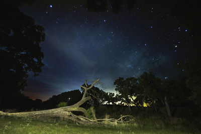 Low angle view of trees against sky at night