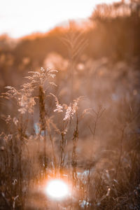 Close-up of plant on field against sky during sunset