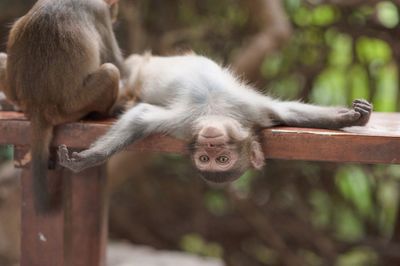 Close-up of monkey on wood