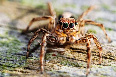 Close-up of spider