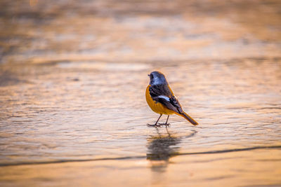 Bird perching on a lake