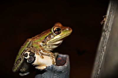 Close-up of frog on rock