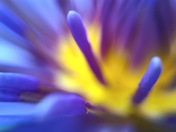 Macro shot of purple flower