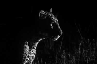 Close-up of leopard at night