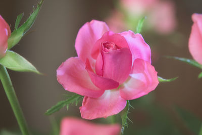 Close-up of pink rose blooming outdoors