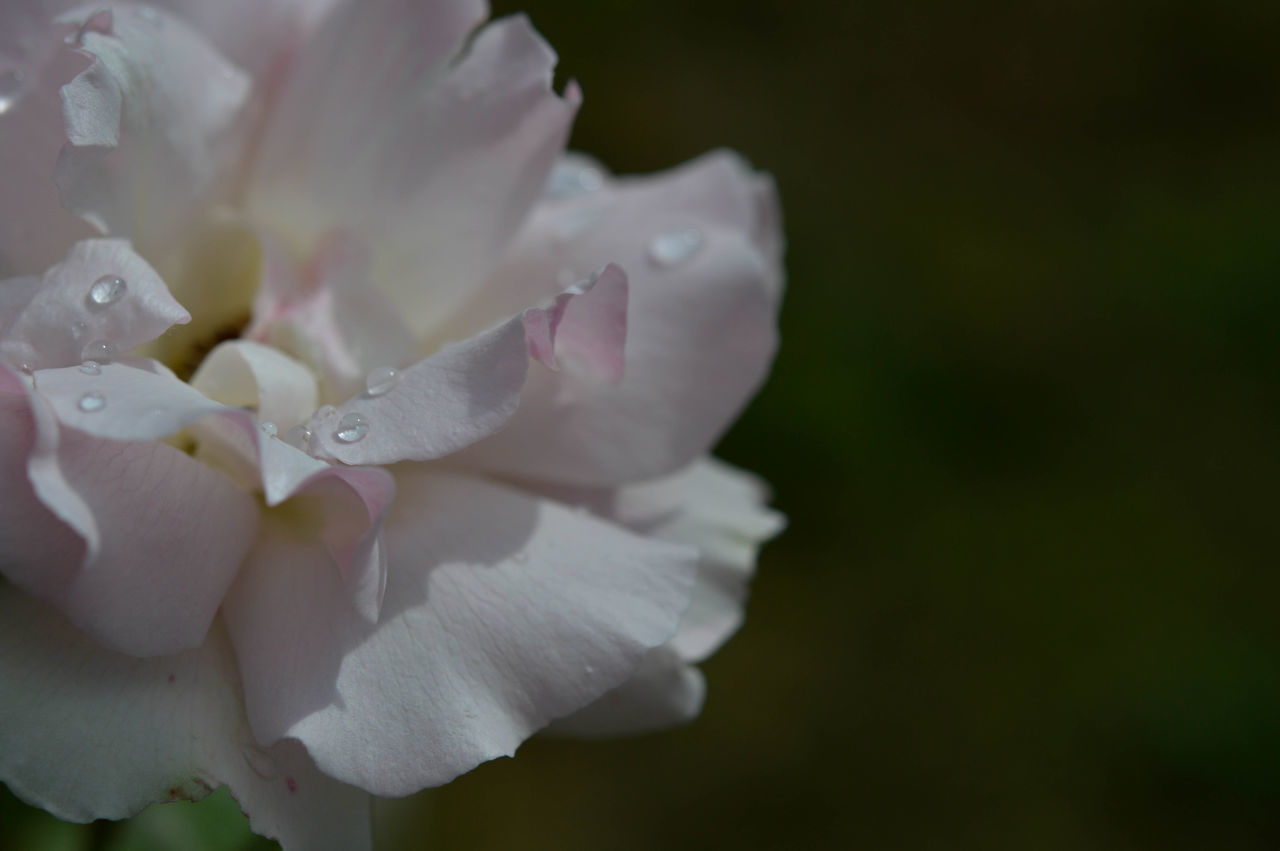 flower, flowering plant, plant, freshness, beauty in nature, blossom, petal, close-up, fragility, inflorescence, macro photography, flower head, nature, growth, pink, no people, springtime, focus on foreground, rose, white, drop, outdoors, wet, water, botany, selective focus, softness