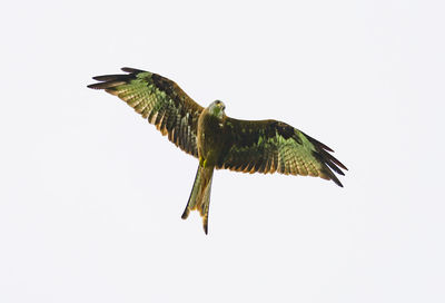 Low angle view of eagle flying against clear sky